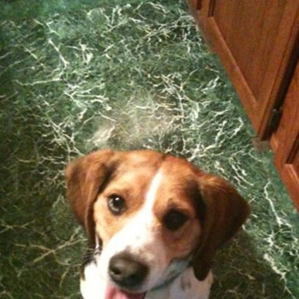 Meet your Posher, Norman